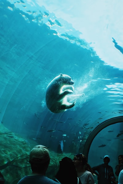 北极熊在海洋公园的水下游泳